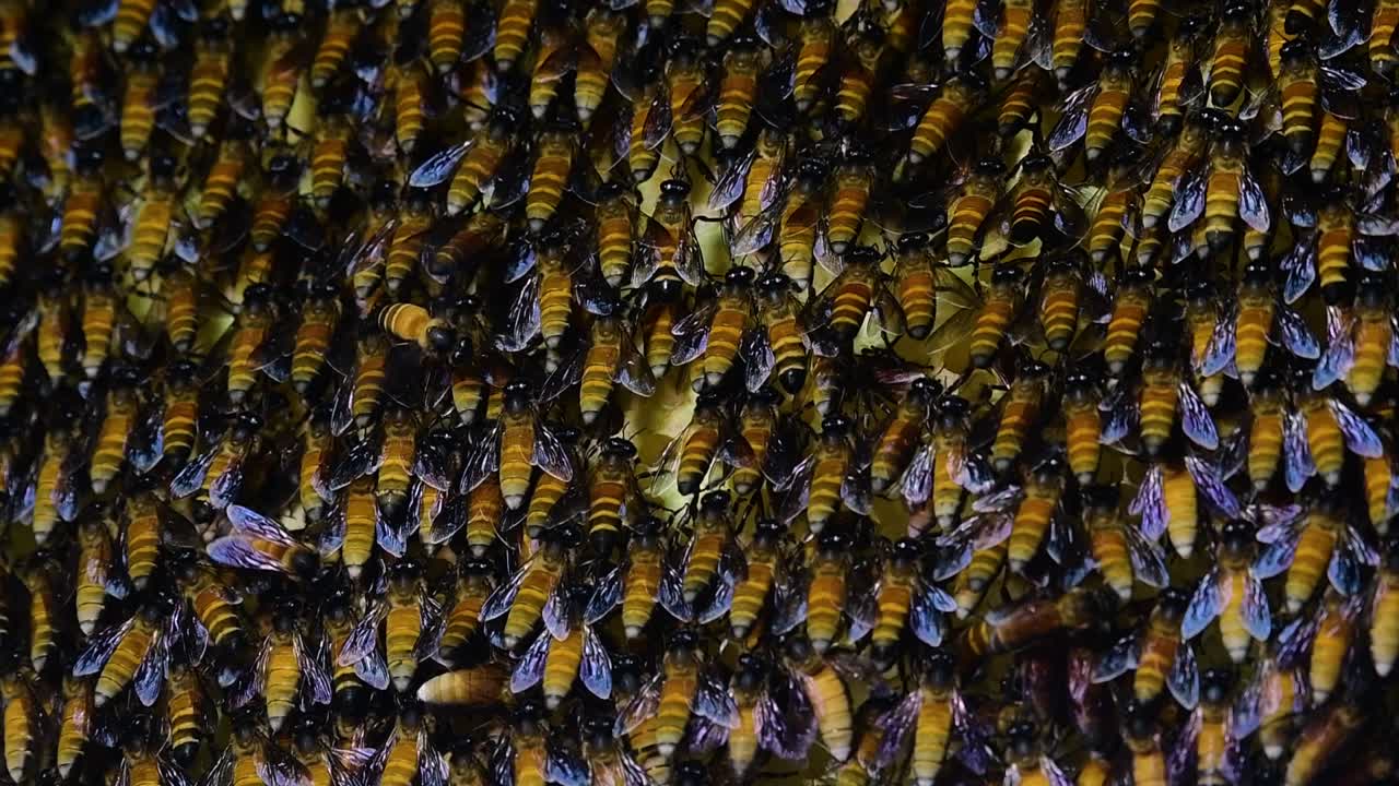 se sabe que las abejas melíferas gigantes construyen grandes colonias de nidos con bolsillos simétricos hechos de cera para almacenar miel como fuente de alimento.