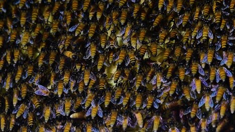 giant honey bees are known to build large colonies of nest with symmetrical pockets made of wax for them to store honey as their food source