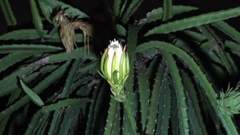 Lapso-De-Tiempo-De-Una-Flor-De-La-Flor-De-La-Fruta-Del-Dragón