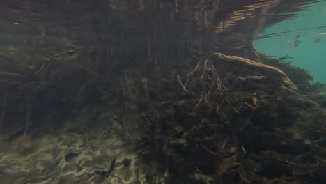 underwater river roots and plants