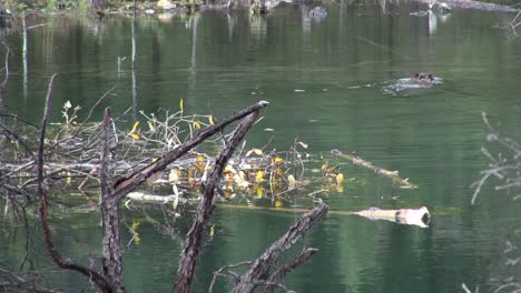 Beaver-swims-on-surface-of-beaver-pond-away-from-camera-and-lodge