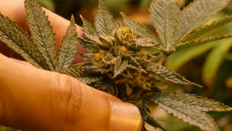 4K-Nahaufnahmevideo-Einer-Cannabispflanze-Mit-Dunkelgrünen-Blättern,-Weißen-Und-Orangefarbenen-Haaren