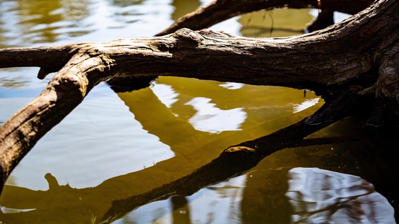 Tenendo un ramo d'albero nodoso e il riflesso fermo sul bordo dello stagno, una leggera brezza provoca increspature.