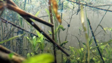 aquatic plants and amphibian larva underwater the lake