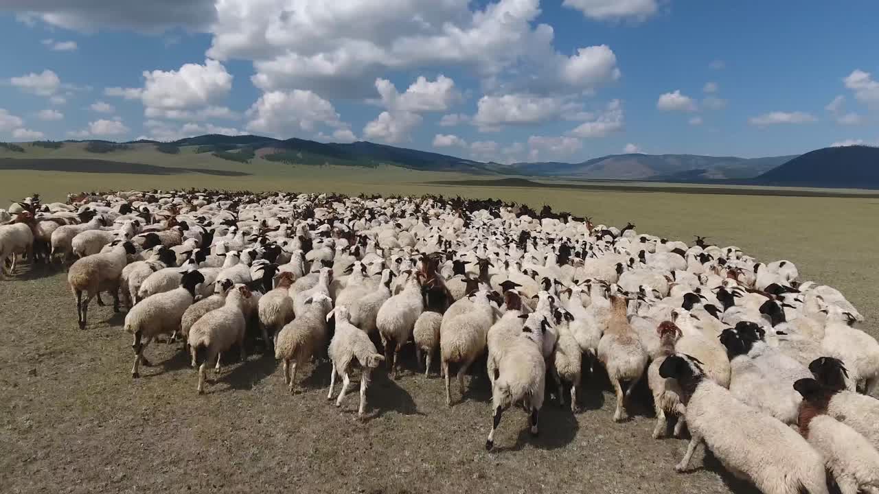 un avión no tripulado volando sobre un gran rebaño de ovejas en el paisaje sin fin de mongolia.