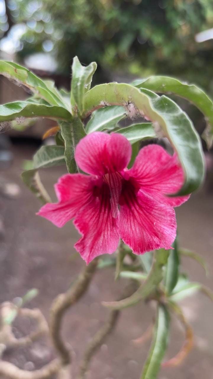 Primo piano di un vivace fiore di Adenium rosa che sboccia