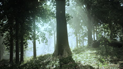 un bosque lleno de muchos árboles verdes