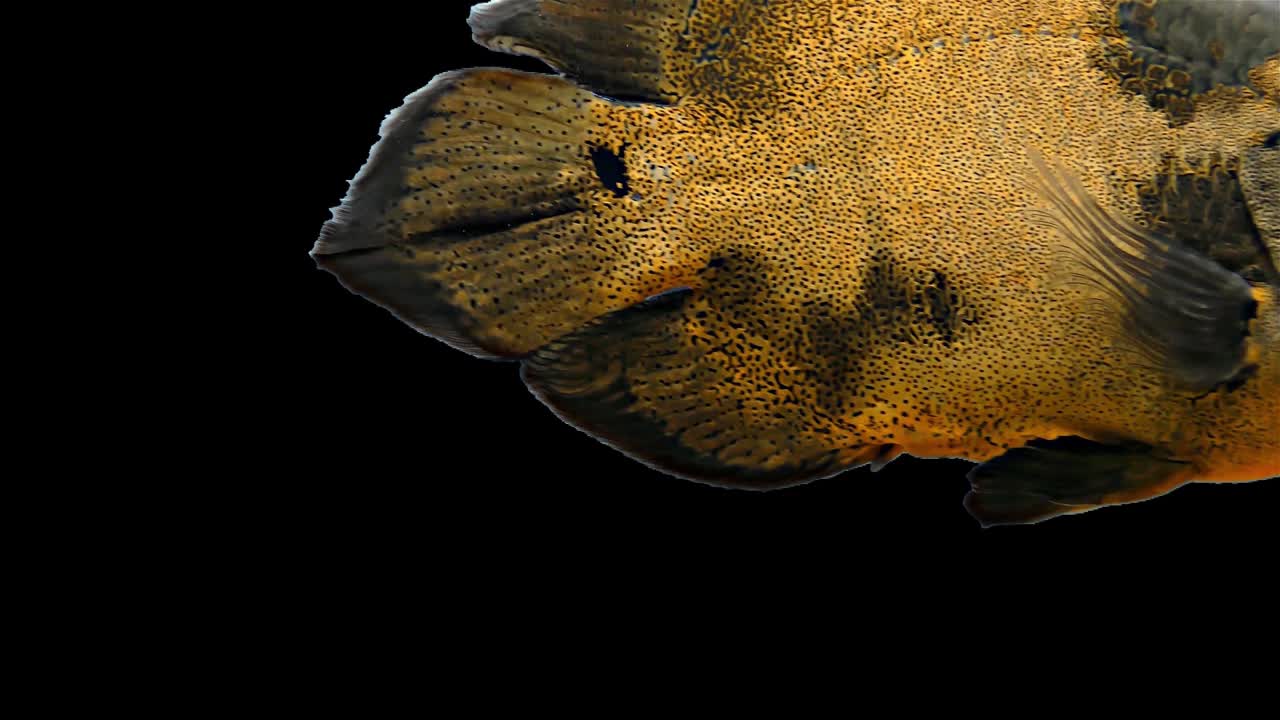 амазонская тропическая рыба - тигр оскар, черный фон, хроматический ключ