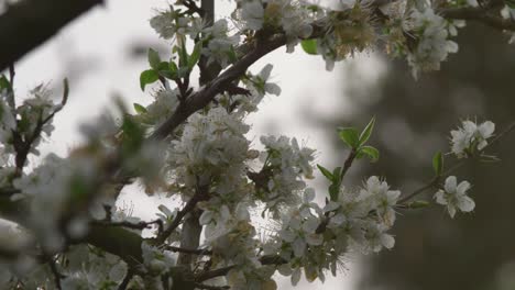 blossoms of mirabelle tree in the garden, close up branch of fruit tree