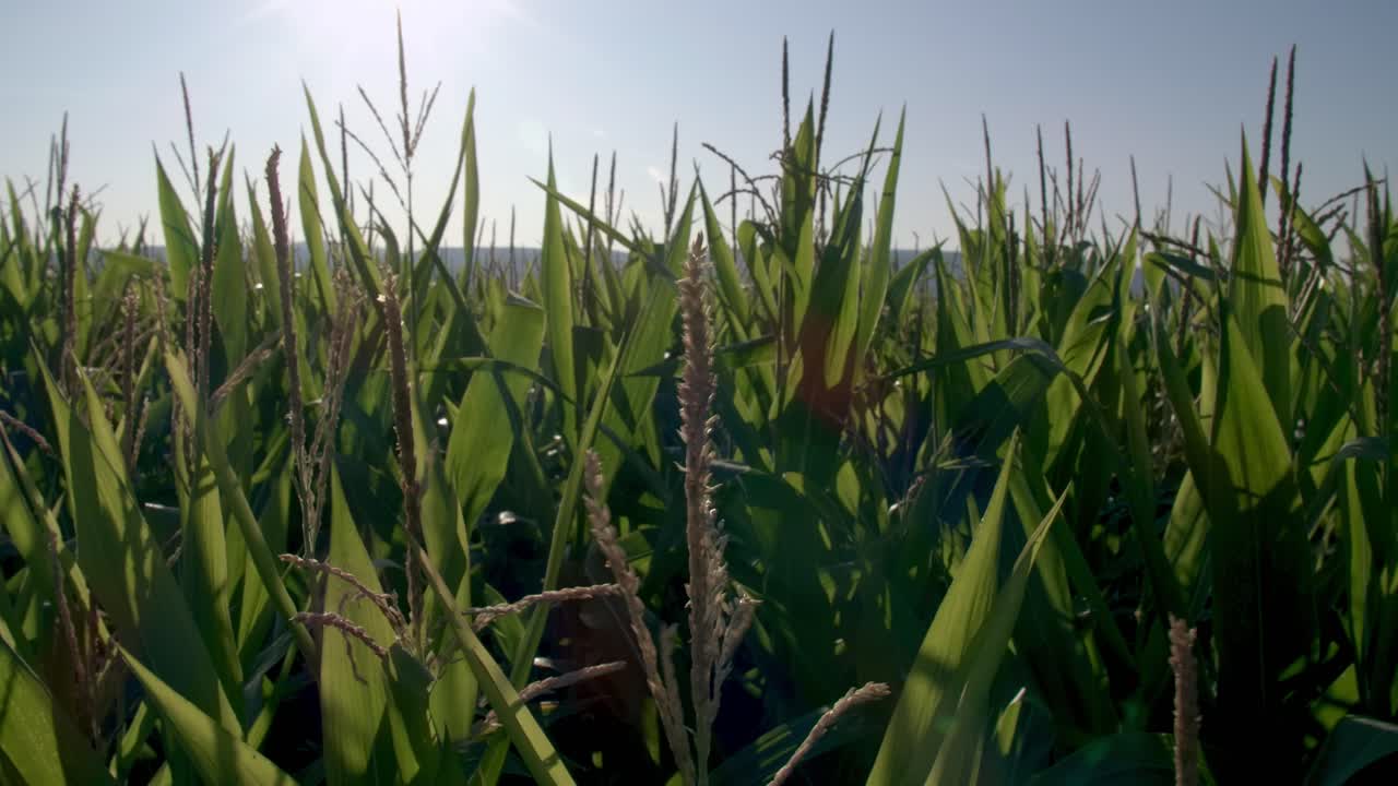 Cornfield in Franconia with Fichtelgebirge in the background - 4
