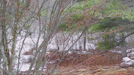 alert deer flees into snowy canadian forest, sensing hidden danger