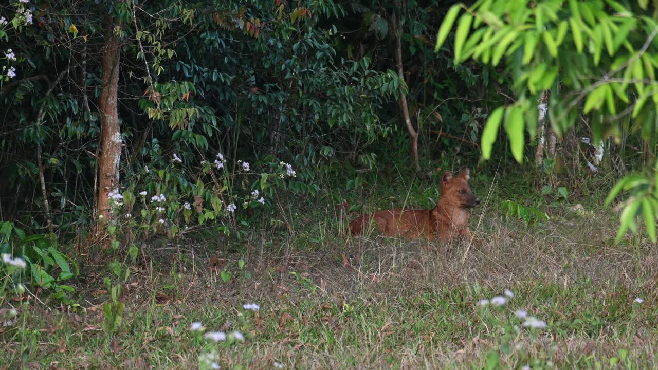 visto descansando en el borde del bosque mirando a su alrededor mientras la cámara se aleja, dhole cuon alpinus, parque nacional khao yai, tailandia