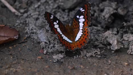 Seen-flapping-its-very-beautiful-wings-while-facing-to-the-left-diagonally-and-then-turns-to-the-right,-The-Commander,-Butterfly,-Moduza-procris,-Thailand