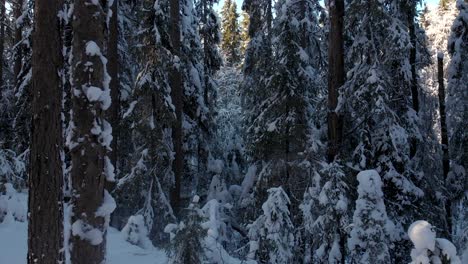 Zwischen-Kiefern--Und-Tannenstämmen-Unter-Schnee-Schieben,-Der-Bis-Zur-Waldspitze-Aufsteigt---Vorwärtsaufstiegsantenne