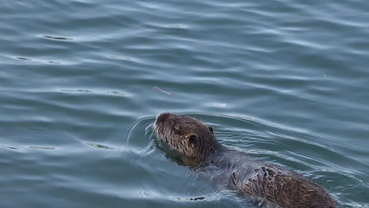 A coypu smoothly swims across the water, creating gentle ripples around its body.