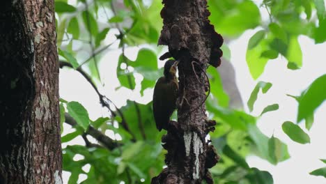 Visto-Desde-Atrás-Tratando-De-Deshacerse-De-Un-Tig-Y-Ladridos-Exponiendo-Larvas-Y-Otros-Insectos,-Pájaro-Carpintero-Picus-Vittatus-Hembra,-Tailandia