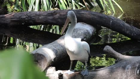 pelicans standing on logs above pond in tropical wildlife habitat