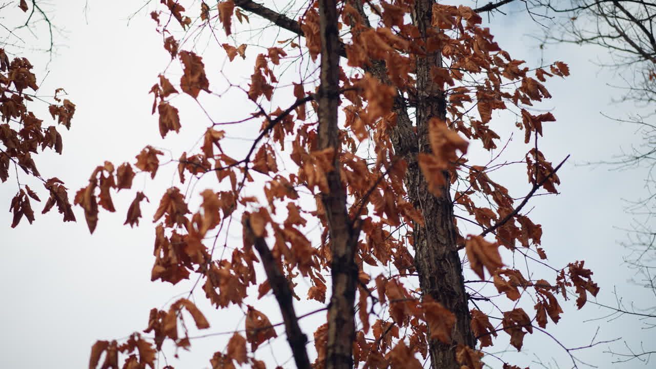 가을의 건조한 잎은 은 가지에 붙어, 부드러운 하늘을 대비하여 바람에 부드럽게 흔들리고, 마른 잎자루는 계절의 전환의 본질을 포착합니다.