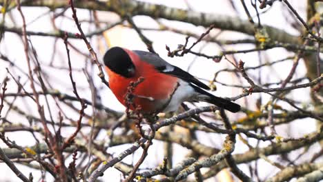 Hungry-Eurasian-bullfinch-bird-eating-spring-tree-buds---close-up