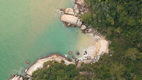 aerial top down view panning shot of tropical brazilian rainforest beach with turquoise color water located in bombinhas, santa catarina, brazil