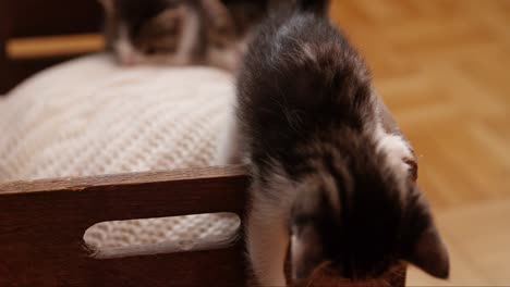 curious kittens trying to climb out of a wooden box