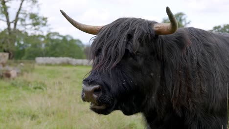 Highland-Scottish-cow-in-Scotland-nature-chewing-the-grass