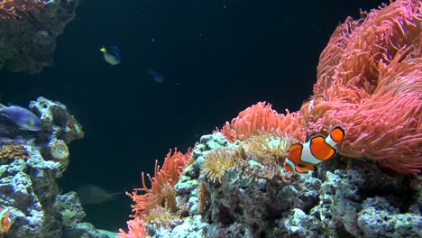 Clown-anemone-fish,-pallette-surgeon-fish,-swallowtail-seaperch-and-small-marine-reef-fish-happily-swimming-around-beautiful-brightly-colored-coral,-rocks-and-sea-anemones-underwater,-close-up-shot