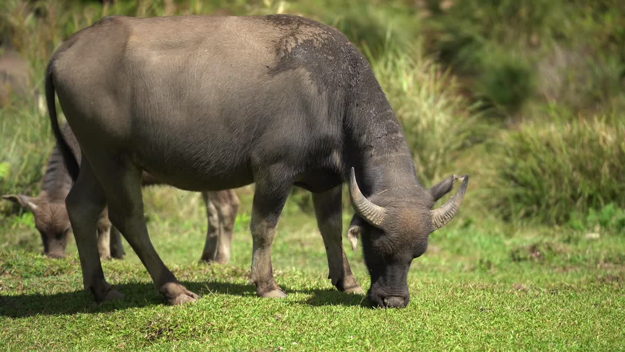 Cattles Eating Grass in the mountains of Taiwan