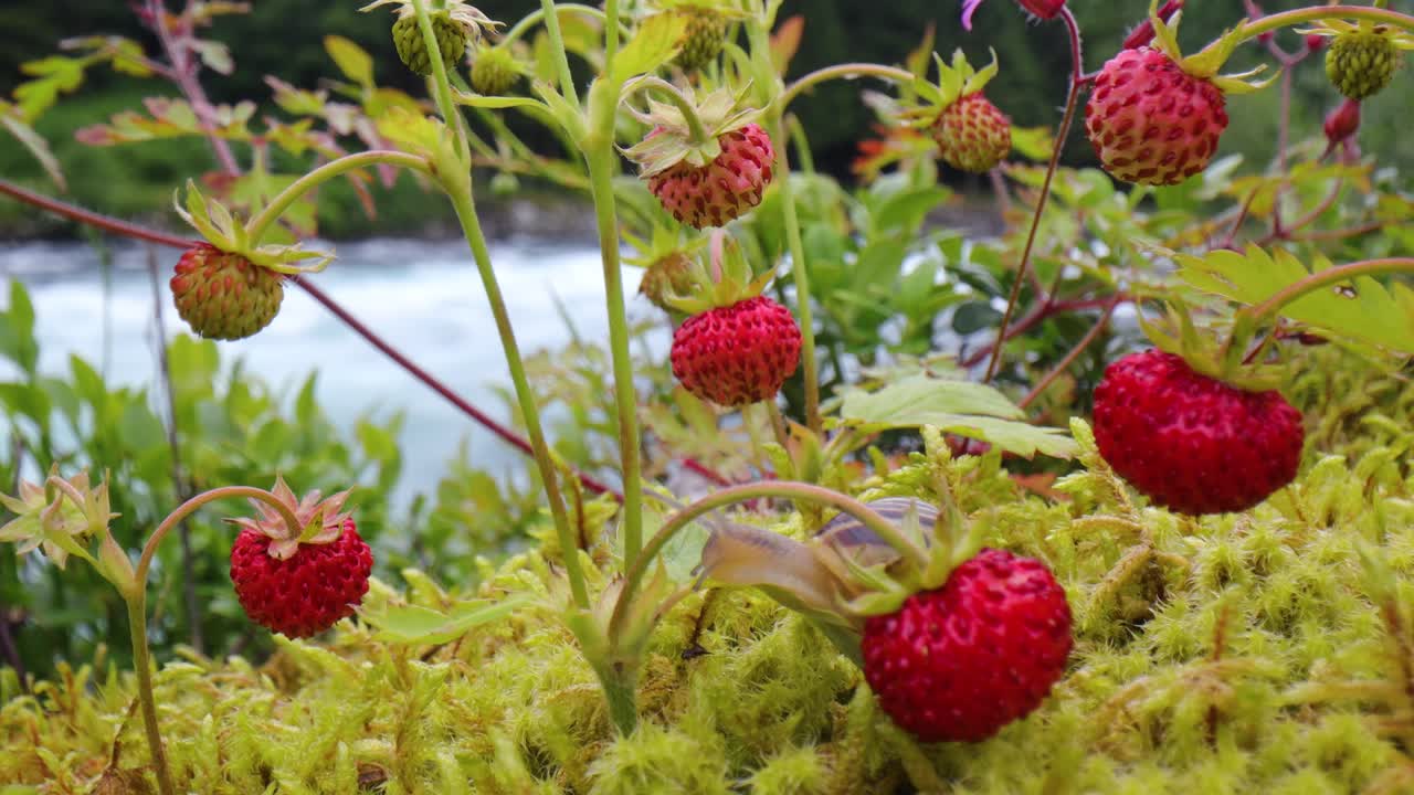 Berry of ripe strawberries close up. Nature of Norway