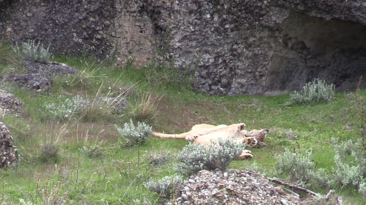 Un paio di cuccioli di puma che lottano e giocano insieme vicino alla loro tana a Torres del Paine, Patagonia - Piano medio