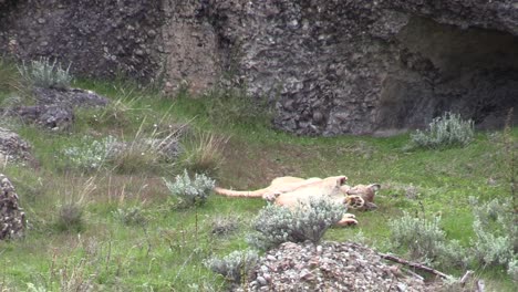un par de cachorros de puma luchando y jugando juntos en su guarida en torres del paine, patagonia - plano medio