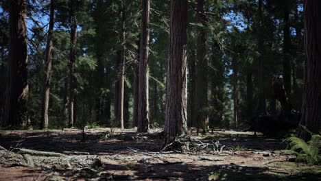 Early-morning-sunlight-in-the-Sequoias-of-Mariposa-Grove