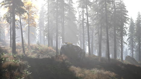 bright early morning forest in mountains