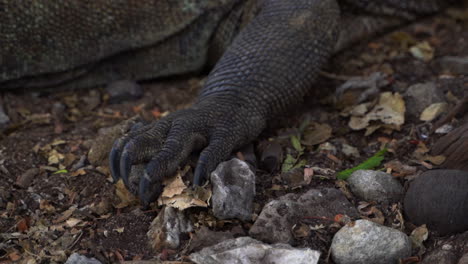 vista de cerca del pie del dragón de komodo con garras afiladas