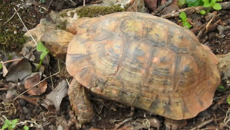 turtle eating arisarum simorrhinum plant