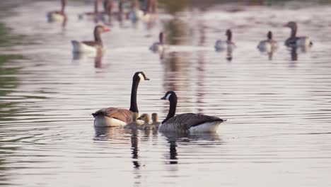 tiro medio bajo de la familia de gansos canadienses nadando y comiendo en el agua con numerosas aves acuáticas en el fondo