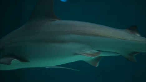 Sandbar-shark-swimming-slowly,-close-up-tracking-shot