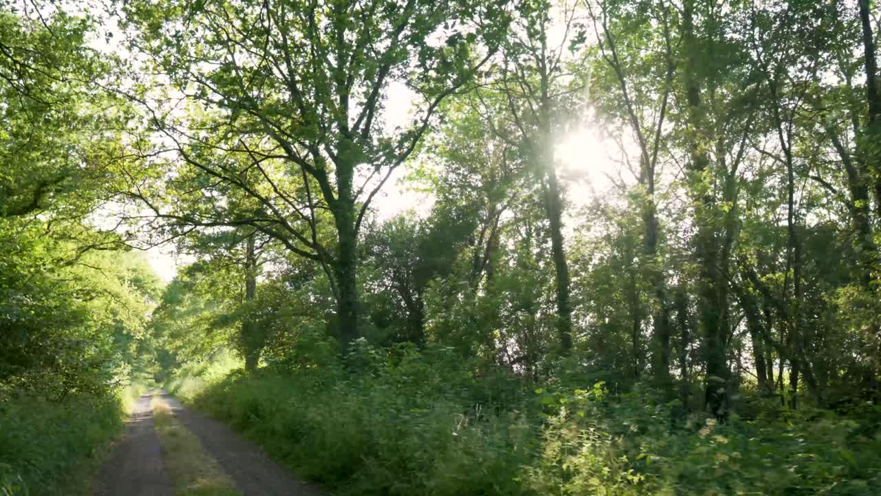 빛이 비치는 숲길