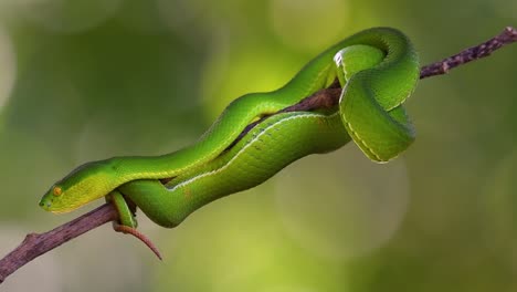 la víbora de labios blancos es una víbora venenosa endémica del sudeste asiático y a menudo se encuentra durante la noche esperando en una rama o rama de un árbol cerca de un cuerpo de agua con muchos alimentos