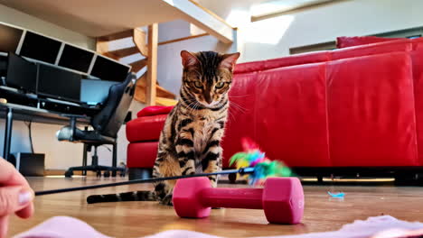 bengal breed pet cat feline indoor active play cute animal up-close playful