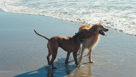 slow motion of dog couple having fun by the sea, pitbull and golden retriever