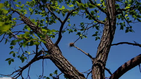 Tree branches with leaves and a bird's nest under a blue sky over a field