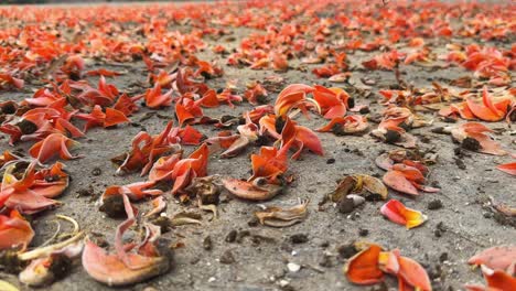 Bright red flower of the tree called palash falling on ground, it is also known as flame of the forest, Bengal kino, dhak