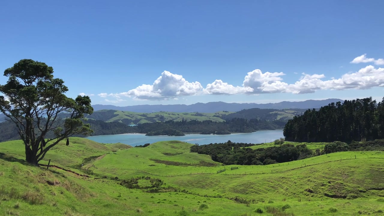Panoramica lenta e suggestiva sulla penisola di Coromandel in Nuova Zelanda con un albero gigante in primo piano