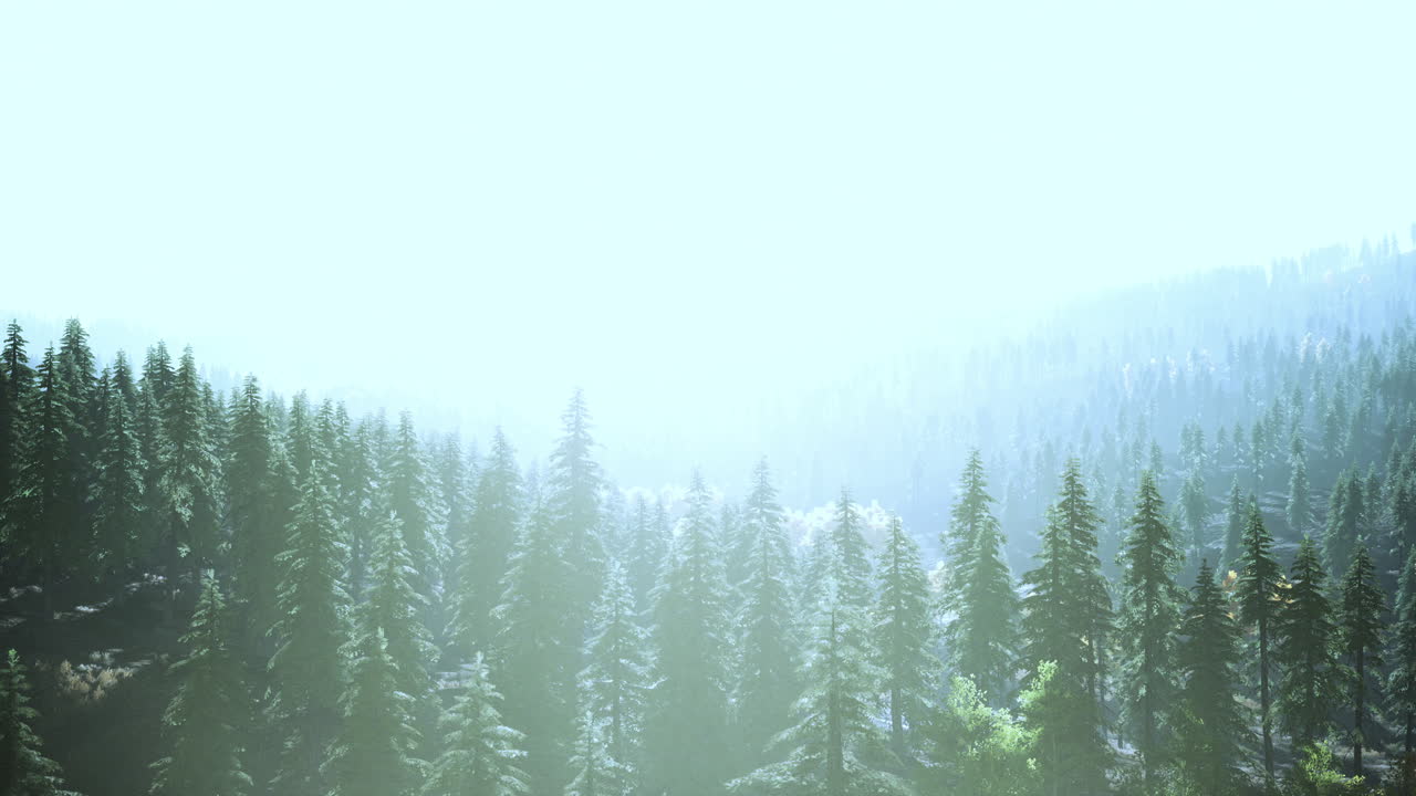 hillside with coniferous forest among the fog on a meadow in mountains