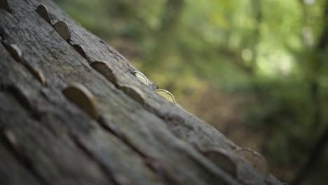 Coins-Inserted-On-Old-Tree-Trunk-Bark-At-Kennall-Vale-Nature-Reserve-Near-Ponsanooth,-England