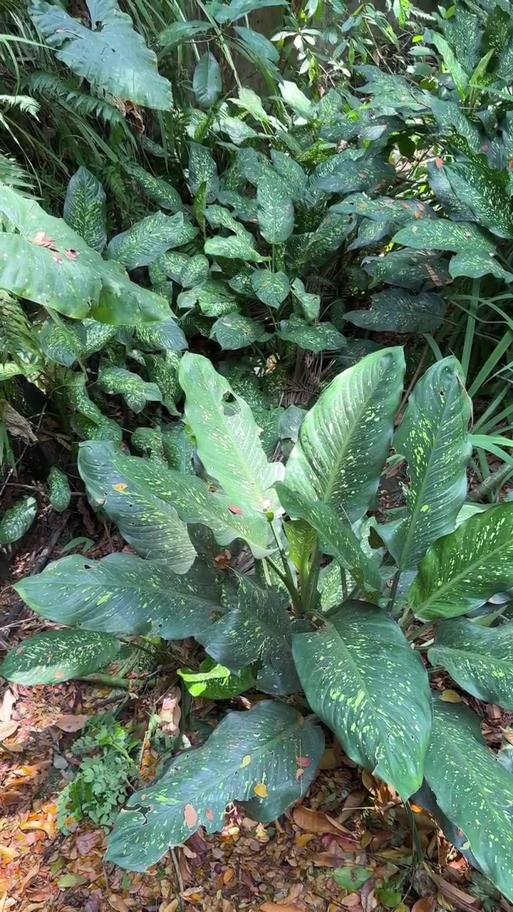 Pianta di Dieffenbachia che cresce in un rigoglioso ambiente da giardino