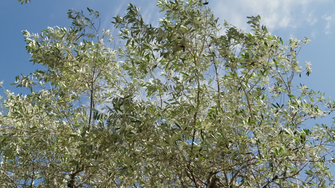 Sunlight filters through lush olive branches in Tuscany