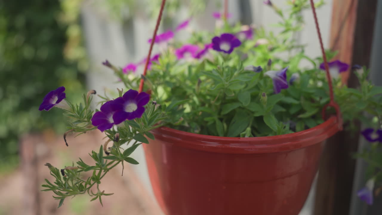 Woman Tending Purple Petunias In Hanging Pot Under Bright Sky, Warm Light On Petals And Focused Hands Adjusting Planter Calm Gardening Scene With Vibrant Blooms And Fence Background Evoking Simple