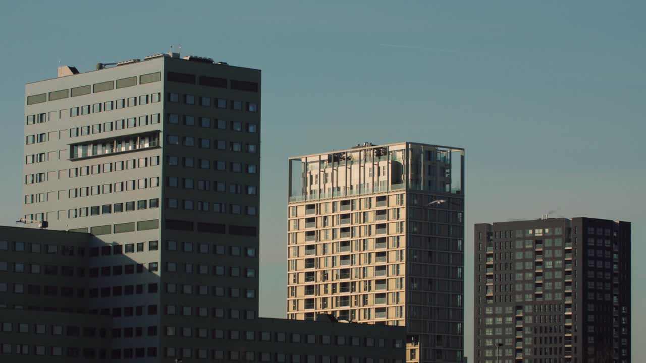 A cluster of modern high-rise buildings descending in height in Antwerp city, Belgium on a sunny day with a seagull flying across the blue sky